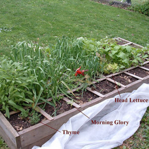 Square Foot Gardening Offers Foolproof Method For Many Edible Options